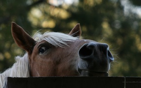 horse, tree, photo, fence, animals
