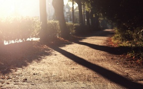 sunlight, street, trees, nature