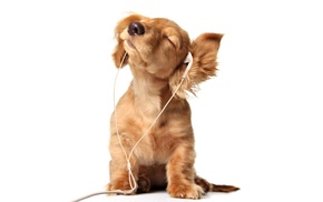 пейзаж, море, dog, animals, ears, puppy, headphones