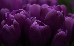 flowers, tulips