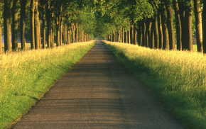 игры, destiny, road, nature, path, tree, trees