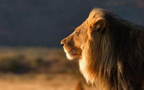 animals, lion