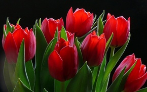 flowers, tulips