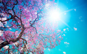 bloom, tree, petals, sky, Sun