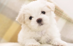 animals, puppy, wallpaper