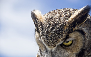 animals, owl