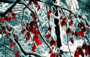 snow, trees