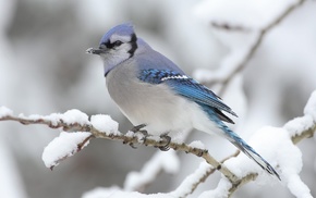 birds, snow, winter, nature