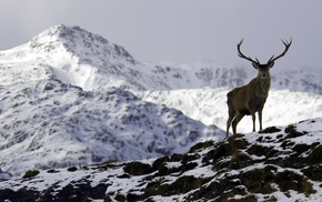 deer, mountain, snow, nature
