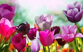flowers, colors, tulips, flower, petals