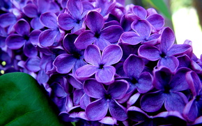 branch, flowers, macro