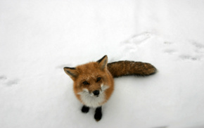 fox, curious, snow, animals