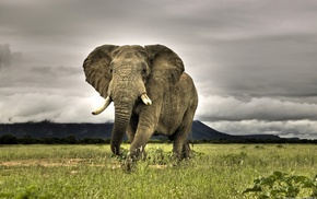 elephants, animals
