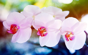 macro, flowers