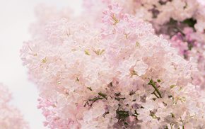 tenderness, pink, flowers, macro, spring