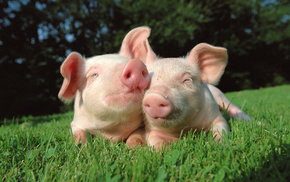 nature, animals, grass