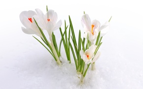 spring, flowers, snow