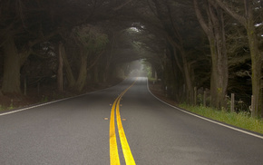 mist, road, trees, nature