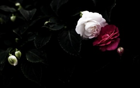 petals, roses, leaves, black, couple