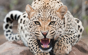 leopard, animals, muzzle