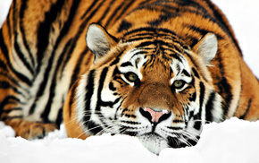 tiger, animals, snow, winter, lies