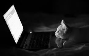 bed, laptop, cat, monochrome, humor