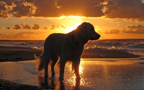 dog, sunset, water, sky, sea