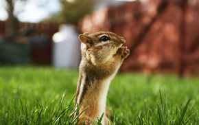 animals, grass