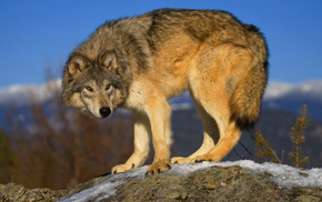 wolf, gray, animals, predator