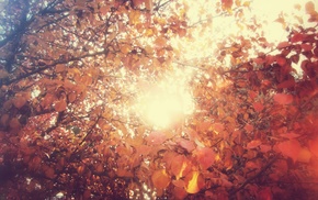 leaves, fall, sunlight