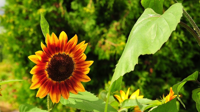 flowers