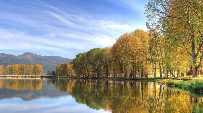 nature, trees