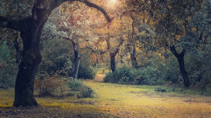 trees, nature